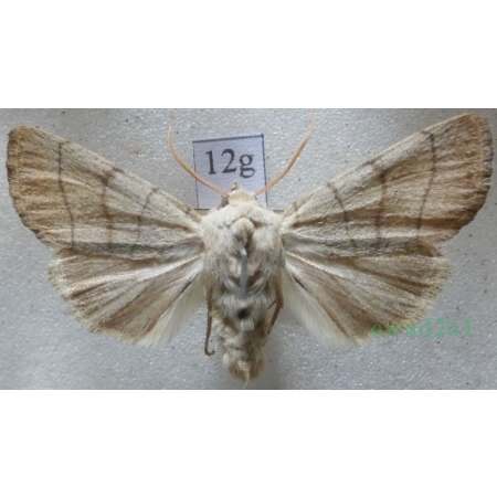 Charanyca trigrammica (Hufnagel, 1766) Światłówka potrójnica Czech12g